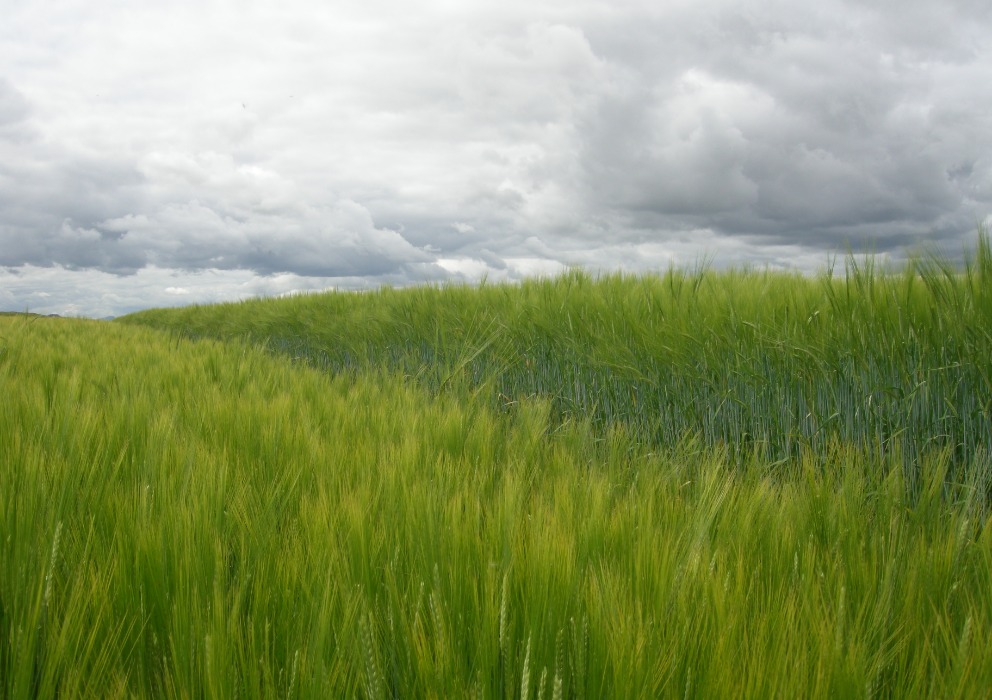 Exploratory genomic sequence analysis reveals structural differences at key loci for growth habit, seed dormancy, and rust resistance in barley